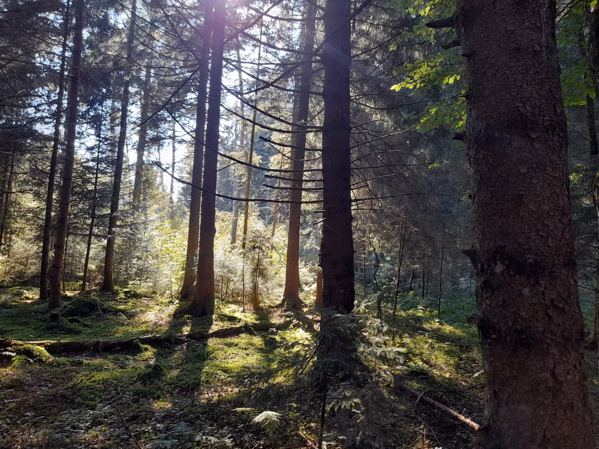 Der Wald ruft dich!