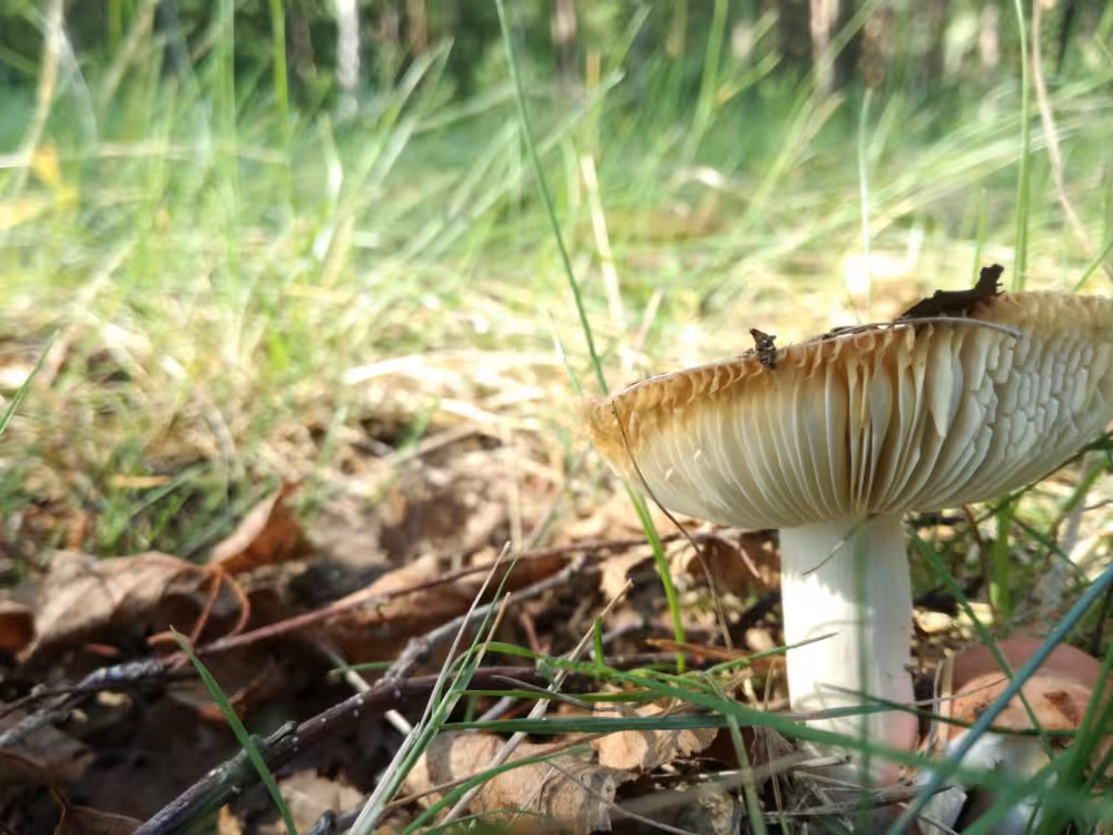 Der Wald ruft dich!