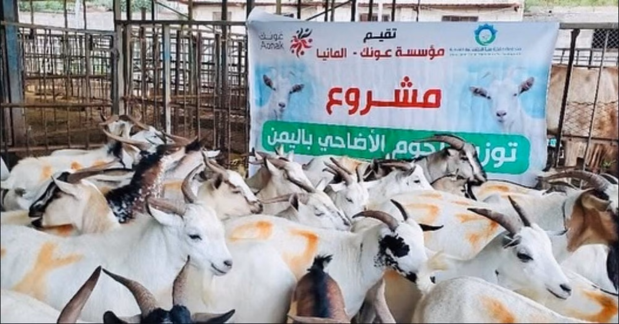 Kurban Projekt im Jemen 1446 / 2025