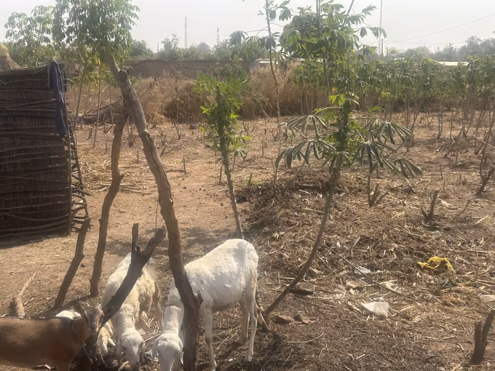 Gemeinschaftsentwicklung Quran Schule für Kinder - Maka in Senegal